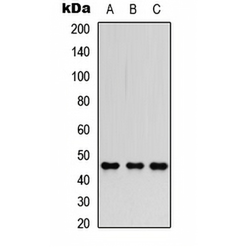 FOXP3 Rabbit Polyclonal Antibody