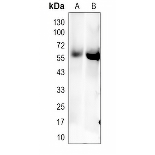 FPR3 Rabbit Polyclonal Antibody