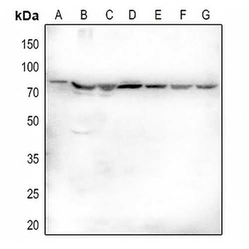 Fractalkine Rabbit Polyclonal Antibody