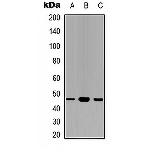 GAPDS Rabbit Polyclonal Antibody