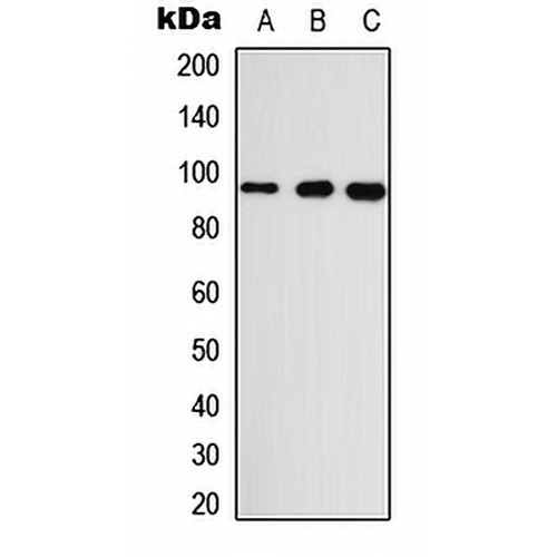 GASP2 Rabbit Polyclonal Antibody