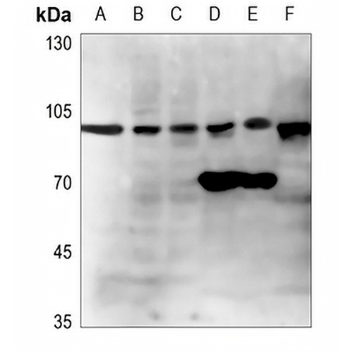 GCP2 Rabbit Polyclonal Antibody