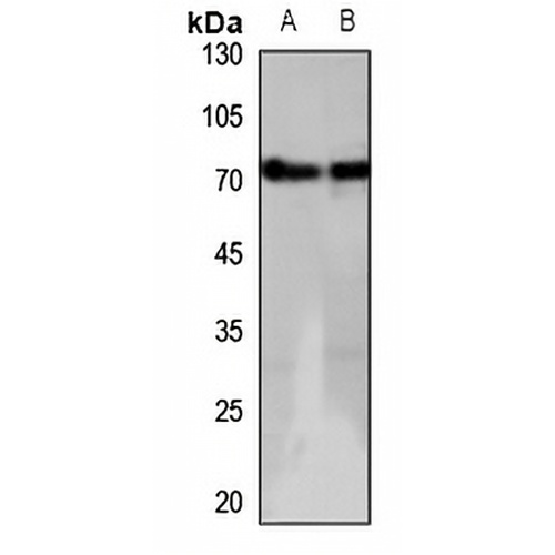 GPR152 Rabbit Polyclonal Antibody