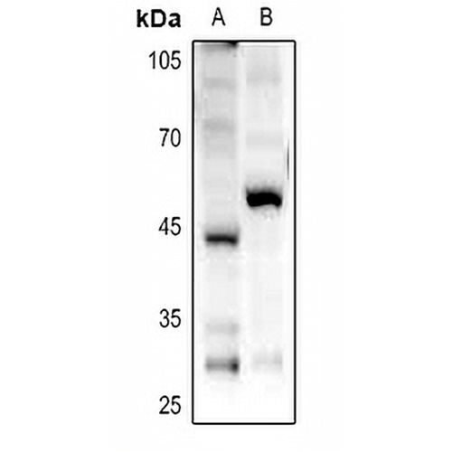 GPR85 Rabbit Polyclonal Antibody