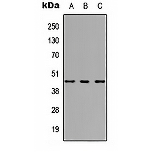 HOXC10 Rabbit Polyclonal Antibody