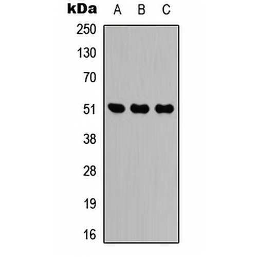 IDH2 Rabbit Polyclonal Antibody
