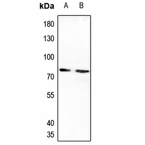 IL-20RA Rabbit Polyclonal Antibody
