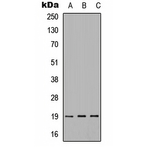 IMMP1L Rabbit Polyclonal Antibody