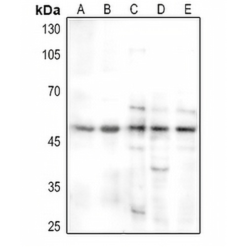 IRF1 Rabbit Polyclonal Antibody