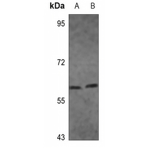 IRF5 Rabbit Polyclonal Antibody