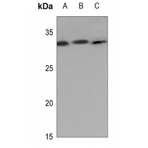Kallikrein 7 Rabbit Polyclonal Antibody