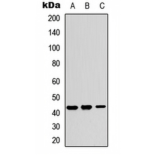 Kir4.2 Rabbit Polyclonal Antibody