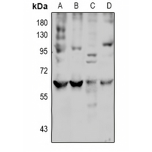 LAT2 Rabbit Polyclonal Antibody