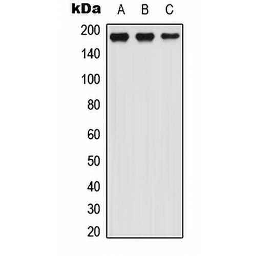 LTBP1 Rabbit Polyclonal Antibody