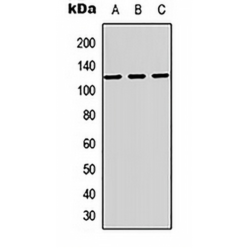 MAG Rabbit Polyclonal Antibody
