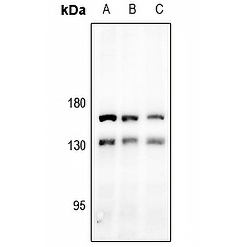 MAP126 Rabbit Polyclonal Antibody