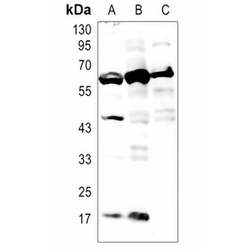 M-CSF Rabbit Polyclonal Antibody