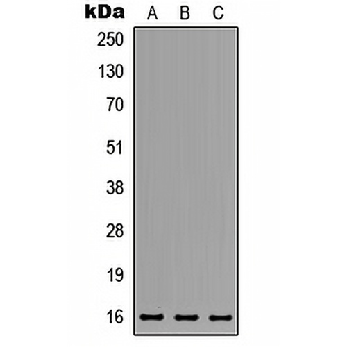 MED31 Rabbit Polyclonal Antibody