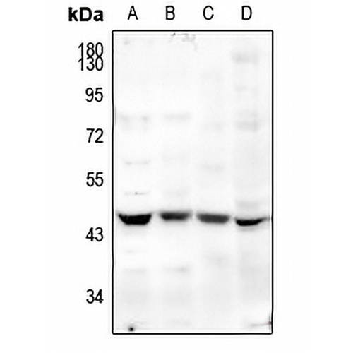 MFG-E8 Rabbit Polyclonal Antibody