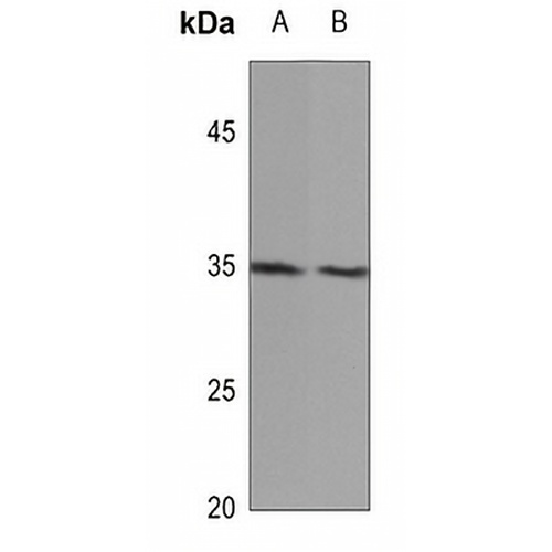 MID1IP1 Rabbit Polyclonal Antibody