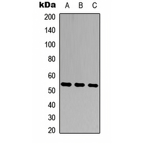 MMP20 Rabbit Polyclonal Antibody