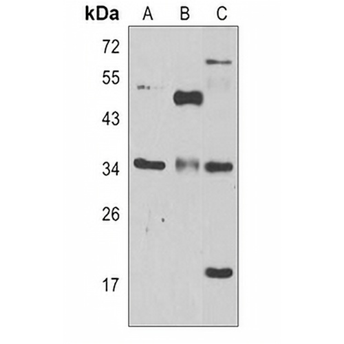 MRP Rabbit Polyclonal Antibody