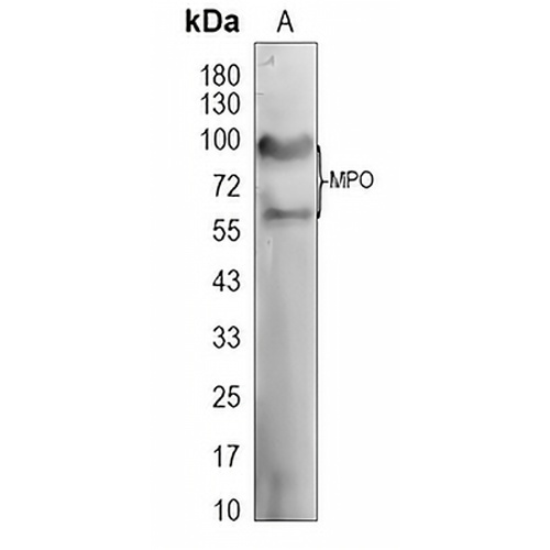 Myeloperoxidase Rabbit Polyclonal Antibody