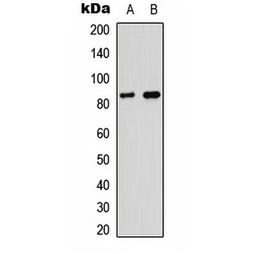 Myeloperoxidase LC Rabbit Polyclonal Antibody