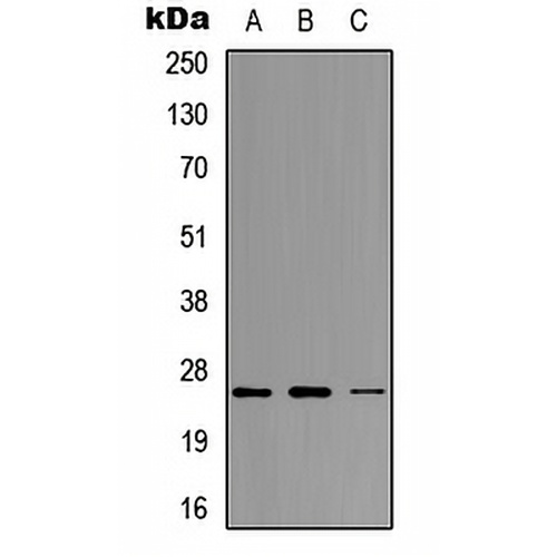 Neurogenin 1 Rabbit Polyclonal Antibody