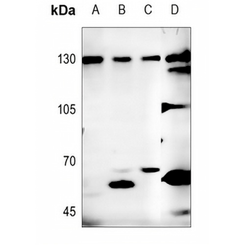 Neuroligin 1 Rabbit Polyclonal Antibody