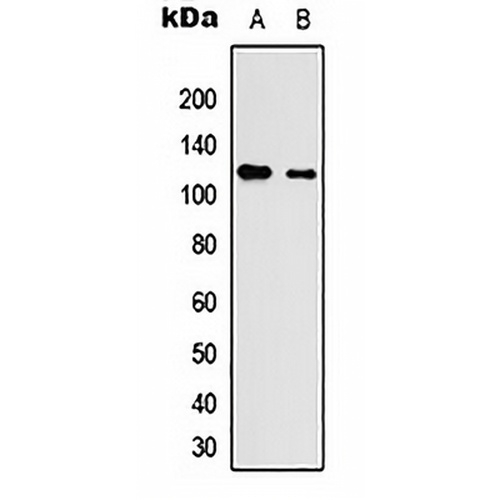 Neuroligin 3 Rabbit Polyclonal Antibody