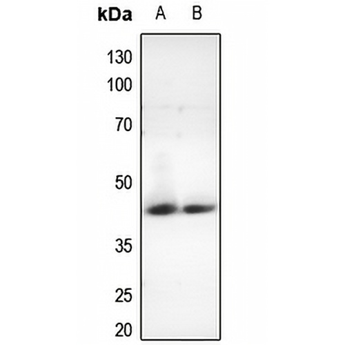 Nocturnin Rabbit Polyclonal Antibody