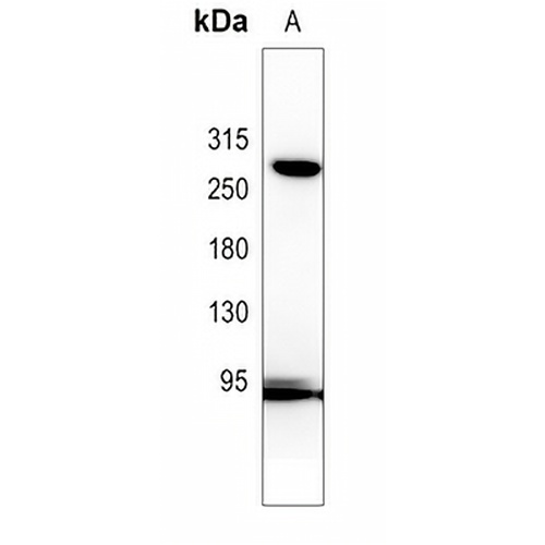 NOTCH3 Rabbit Polyclonal Antibody