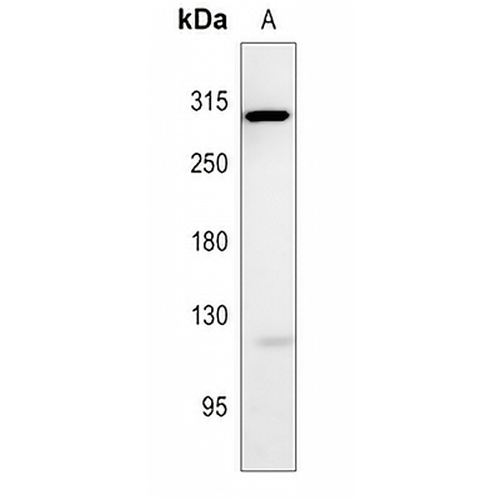 NOTCH3 Rabbit Polyclonal Antibody