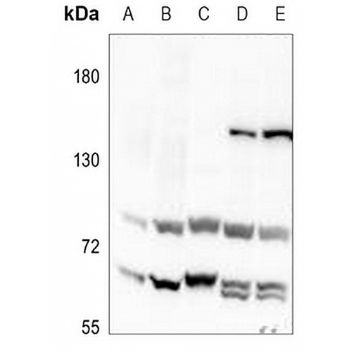 NOTCH4 Rabbit Polyclonal Antibody