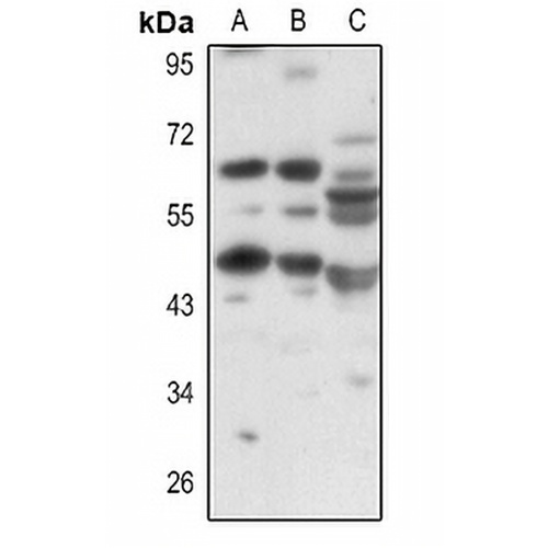 OCTN1 Rabbit Polyclonal Antibody