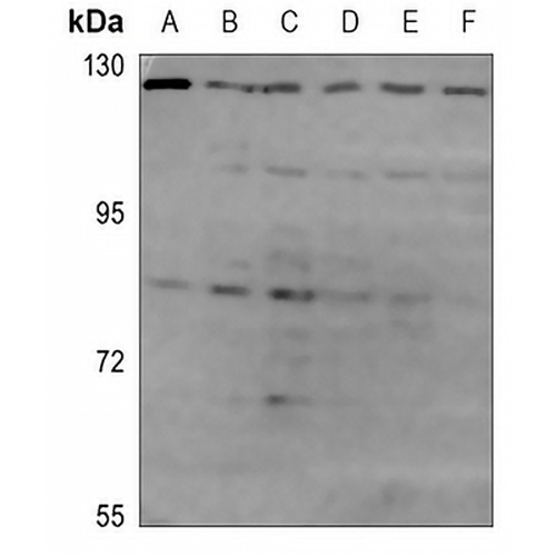 OPA1 Rabbit Polyclonal Antibody