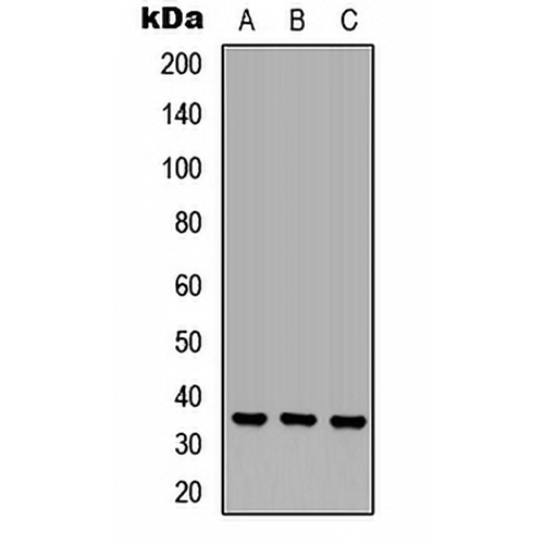 OR6N1 Rabbit Polyclonal Antibody