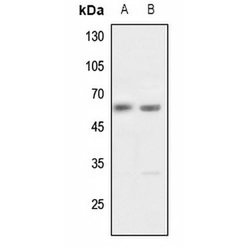 Pokemon Rabbit Polyclonal Antibody