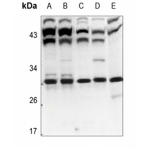 POLR3G Rabbit Polyclonal Antibody