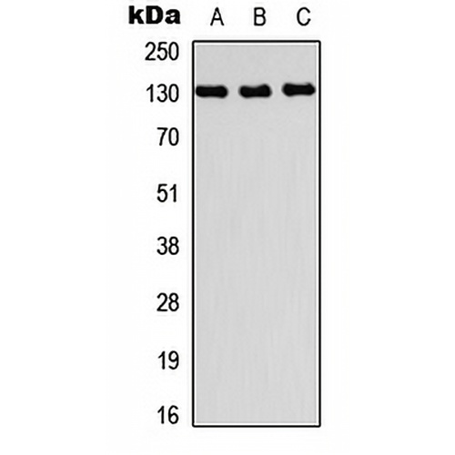 PRDM10 Rabbit Polyclonal Antibody