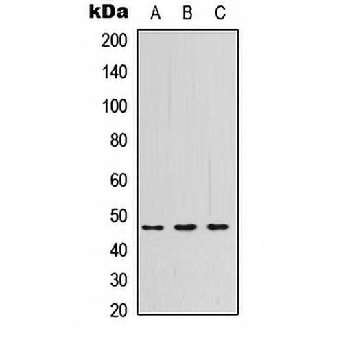 PSG3 Rabbit Polyclonal Antibody