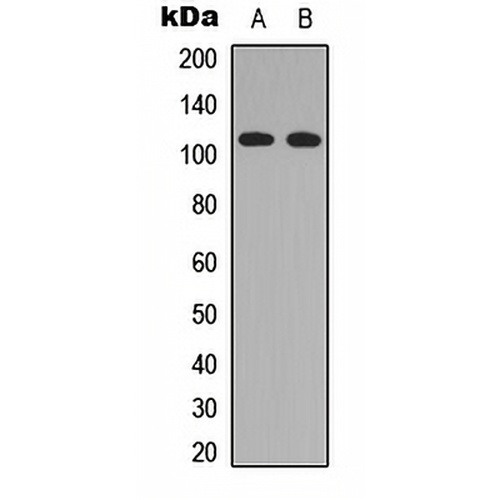RASIP1 Rabbit Polyclonal Antibody