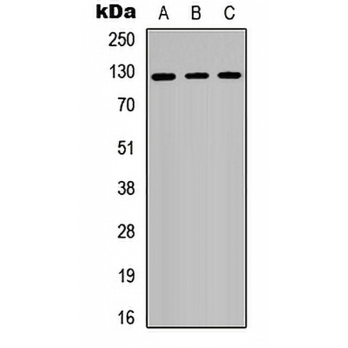 RB2 Rabbit Polyclonal Antibody
