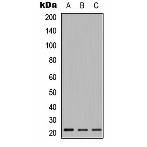 Relaxin 2 Rabbit Polyclonal Antibody