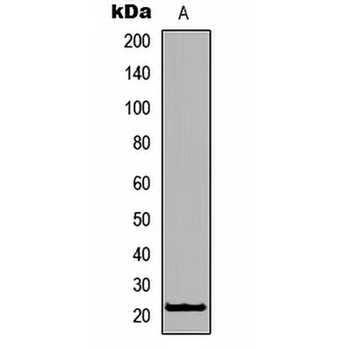 RhoXF1 Rabbit Polyclonal Antibody
