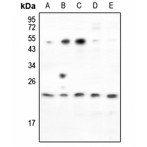 RND2 Rabbit Polyclonal Antibody