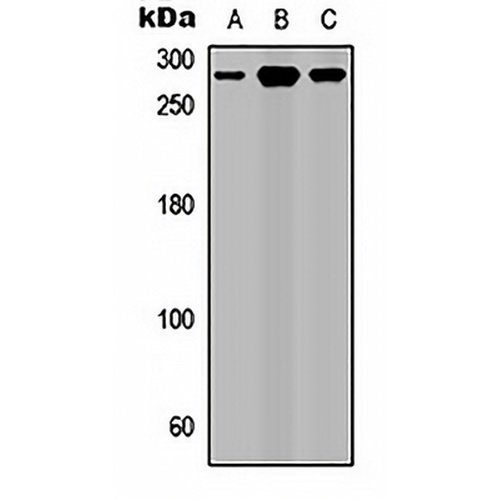 ROBO1 Rabbit Polyclonal Antibody