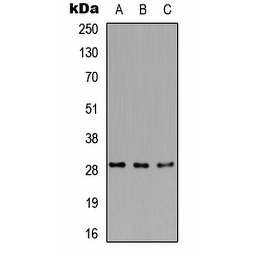 RPA4 Rabbit Polyclonal Antibody