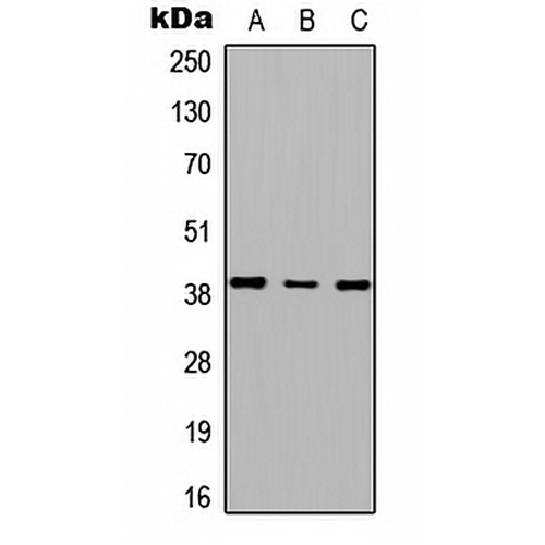 RTDR1 Rabbit Polyclonal Antibody